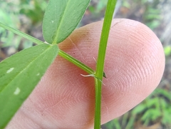 Vicia sepium