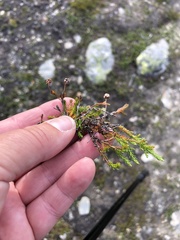 Harrimanella hypnoides