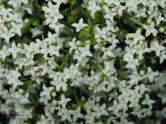 Galium broterianum
