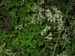Galium broterianum