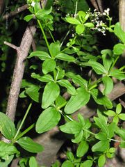 Galium broterianum