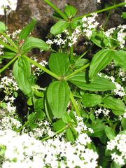 Galium broterianum