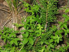 Galium broterianum