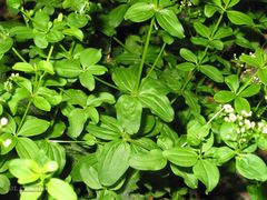 Galium broterianum