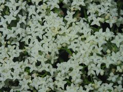 Galium broterianum