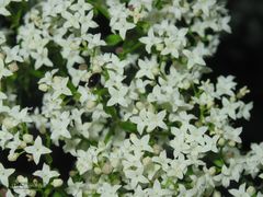 Galium broterianum