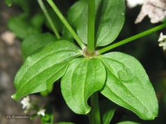 Galium broterianum