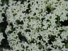 Galium broterianum