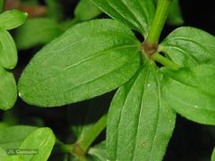 Galium broterianum
