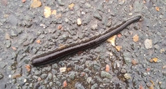 Haemopis sanguisuga