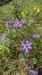 Galatella angustissima