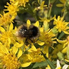 Bombus lapponicus