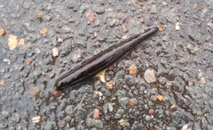 Haemopis sanguisuga