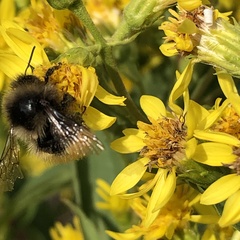 Bombus lapponicus