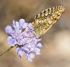 Melitaea deione