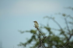 Cisticola chiniana