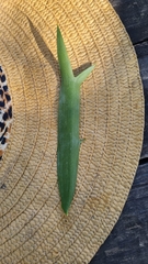 Encephalartos trispinosus