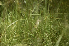 Cisticola aridulus