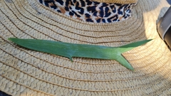 Encephalartos trispinosus