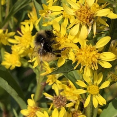 Bombus lapponicus