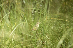 Cisticola aridulus
