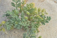 Daucus pumilus