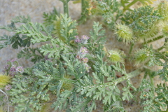 Daucus pumilus