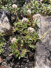 Antennaria alpina