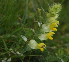 Rhinanthus glacialis