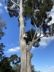 Eucalyptus saligna