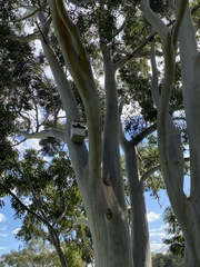 Eucalyptus saligna