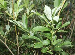 Salix appendiculata