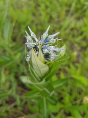 Amsonia repens