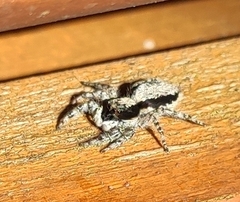 Menemerus taeniatus