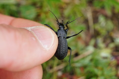 Carabus carinthiacus