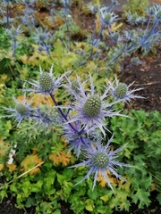 Eryngium amethystinum
