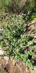 Chenopodium parabolicum