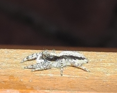 Menemerus taeniatus
