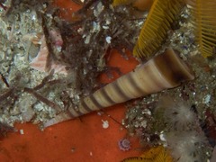 Turritella declivis