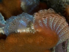 Sycozoa arborescens