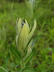 Amsonia repens