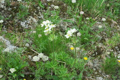 Anemonastrum biarmiense