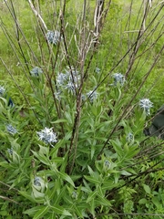 Amsonia repens