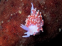 Paraflabellina funeka