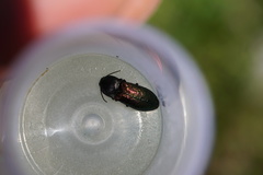Selatosomus confluens