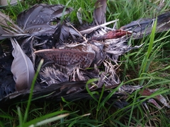 Columba livia domestica