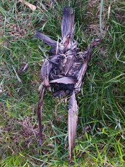 Columba livia domestica