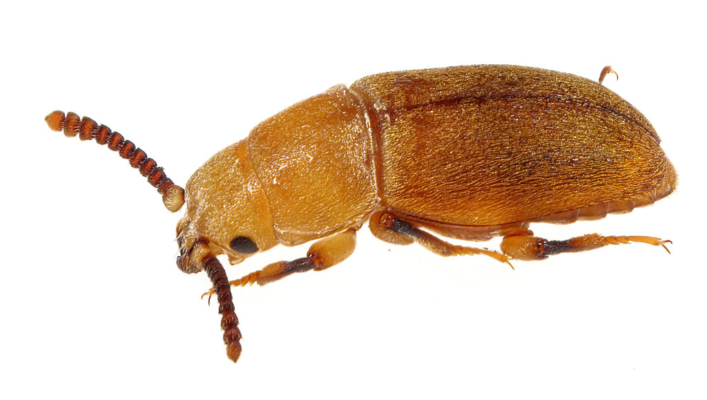 Antherophagus ochraceus