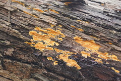 Gloeoporellus merulinus