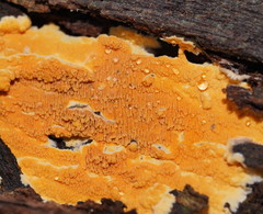 Gloeoporellus merulinus